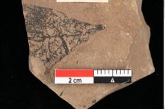 Foto (Detailansicht) von Phragmites oeningensis Braun (NHMW-GEO-2024-0188-0370)